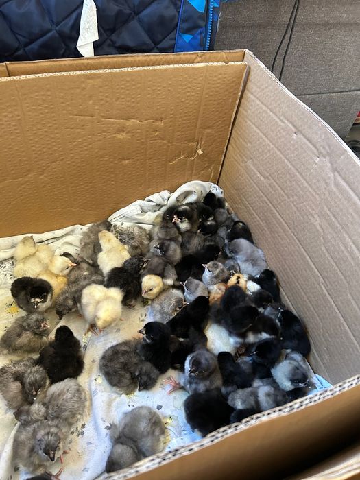 Vând pui Australorp