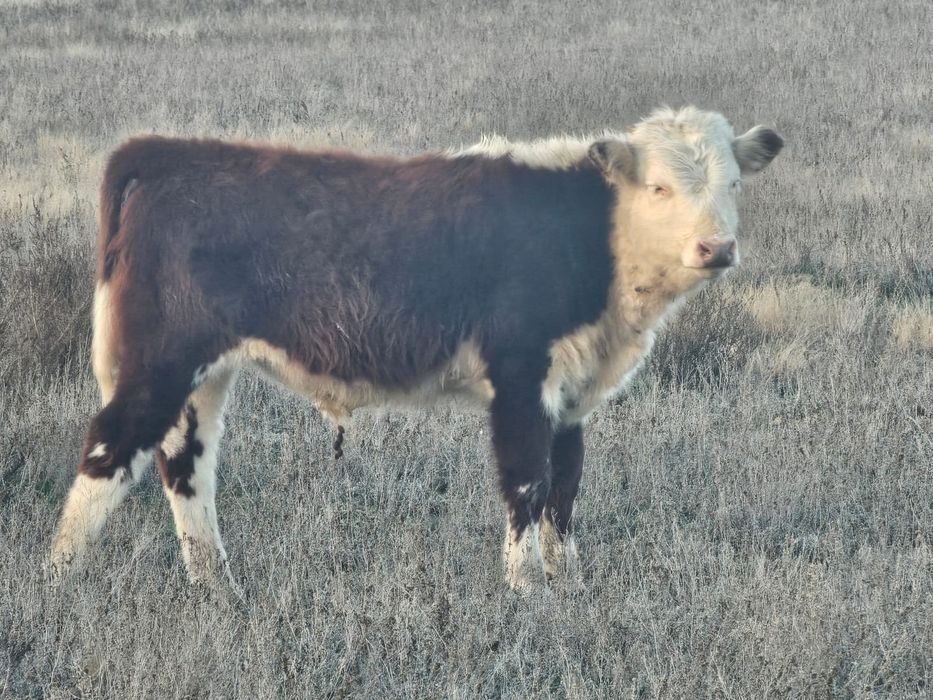 Продам бычков подсос 11 голов