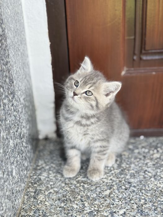 Toza tozli mushukcha