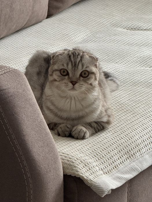 кот скотиш фолд 1 год