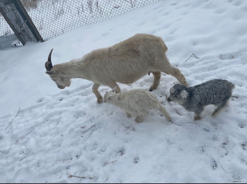 Продам козу  Молочную