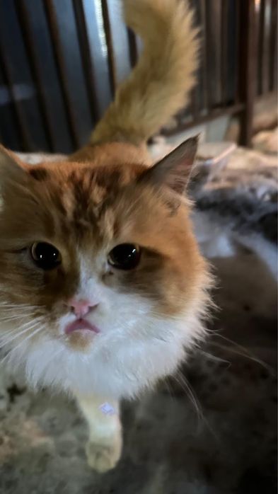 Котенка в добрые руки отдадим,