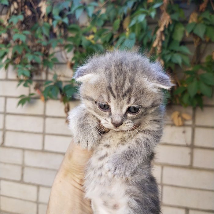 Продам котят две девочки