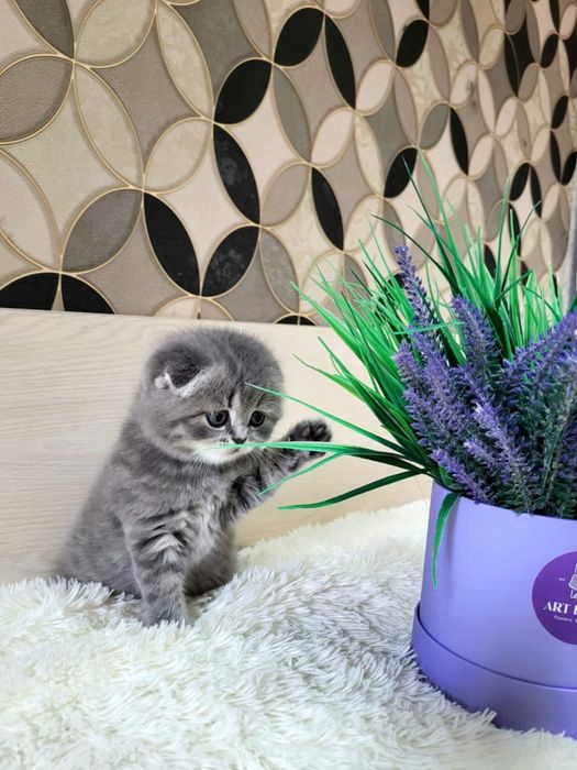 Котятки скоттиш фолд