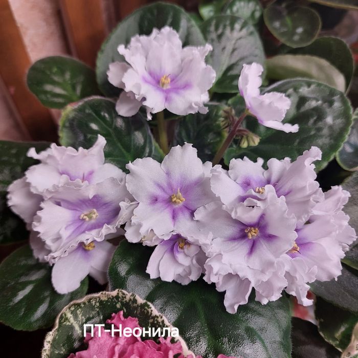 Фиалки сортовые черенки