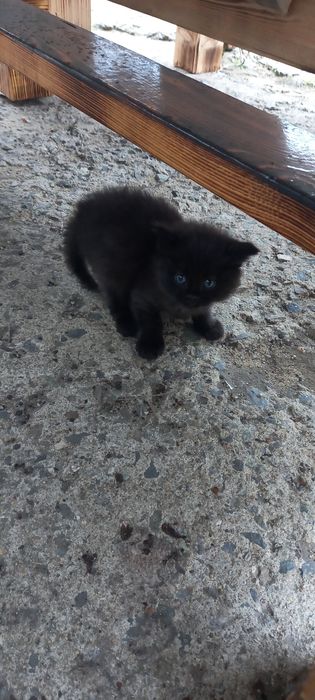 Отдам котят в хорошие руки