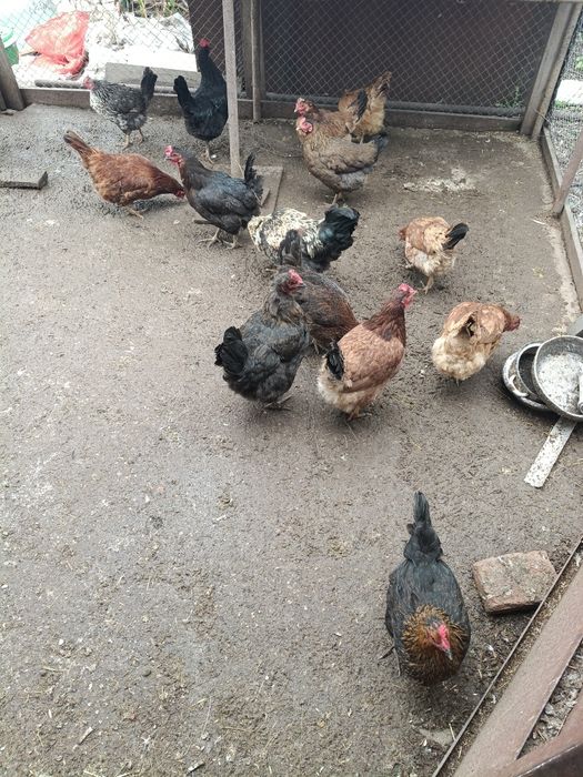 Продам домашних молодых курей