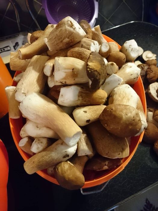 (Funghi Porcini)  Hribi - Pitoance - prăjite in ulei și suc propriu