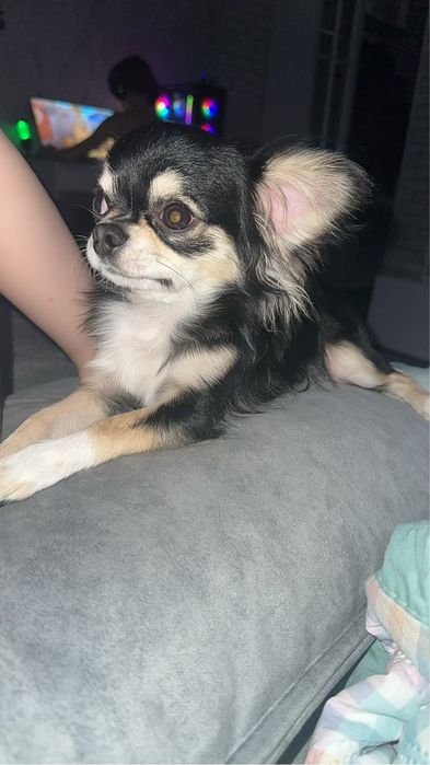 Продам собачку чихуахуа