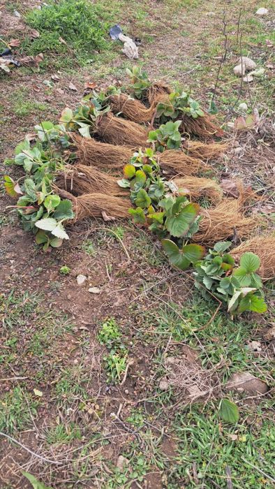 Разсад ягоди Азия, Клери, Албион и малини Полка, Люлин