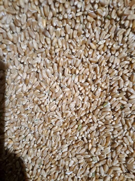 Продам пшеницу 80 тыс