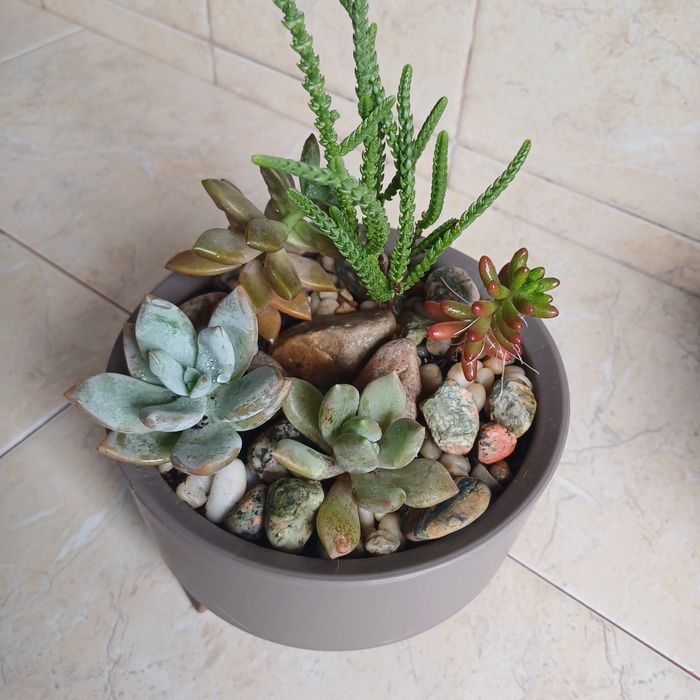 Суккуленты. Цветы в горшках  Минисад.