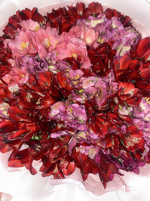 новые цветы  новые