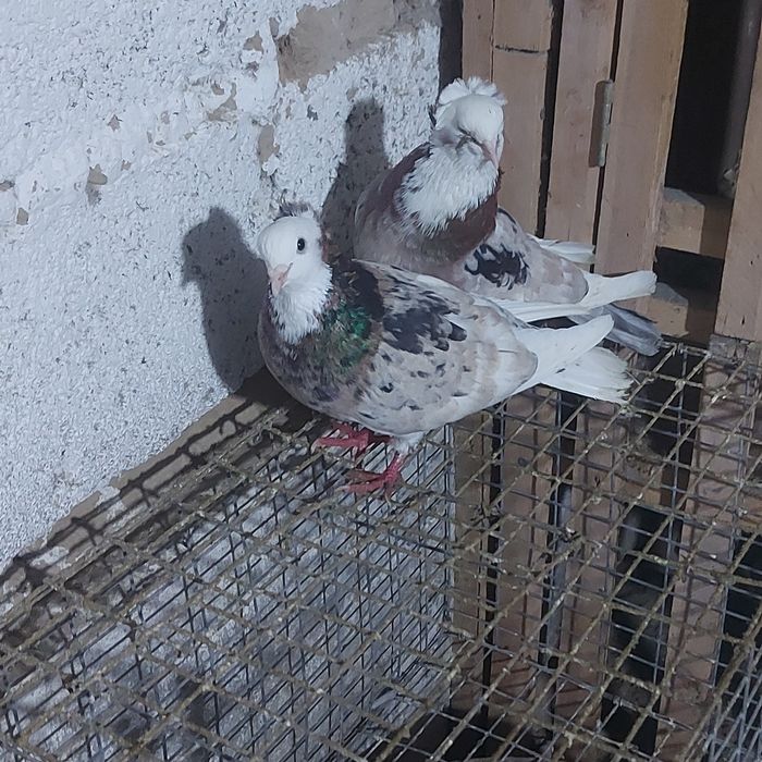 Мромор белагаловые пара лет с игрой