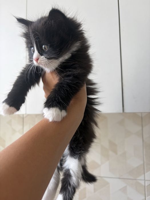 Отдаю котенка девочка, ласковая, любит детей