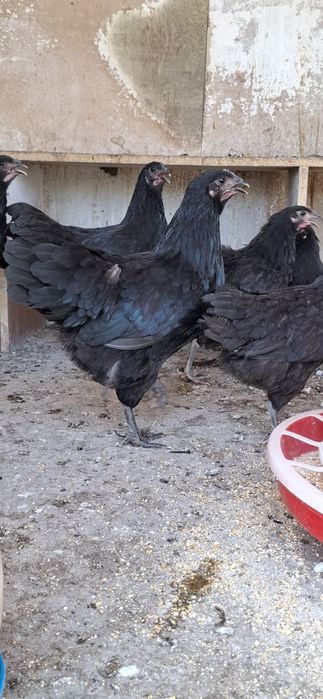 Vand puicuțe Australorp Negru