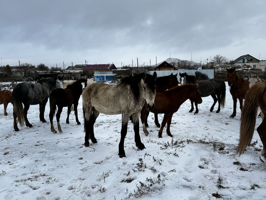 Айғыр (Жеребец )