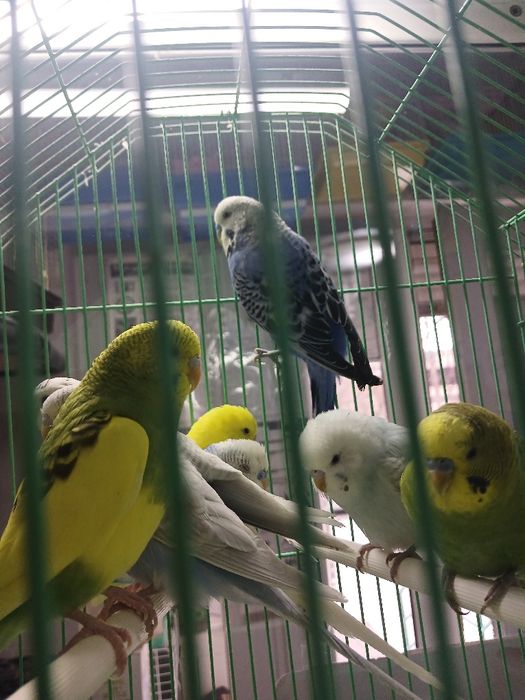 Попугай волнистые