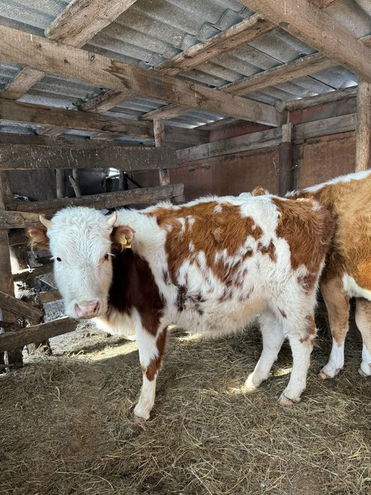 Продам жирных телок с откорма