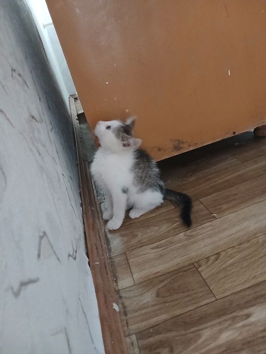 Отдам котенка добрые руки