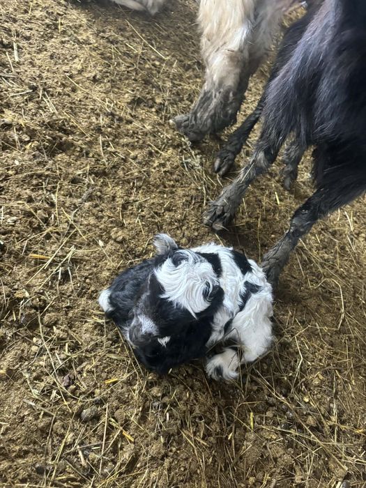 Iezi sugari  30 de lei