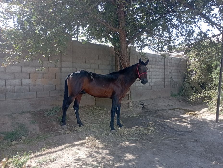 Осы кунан сатылады