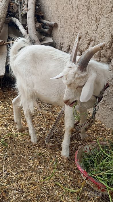 2ta echki sotladi