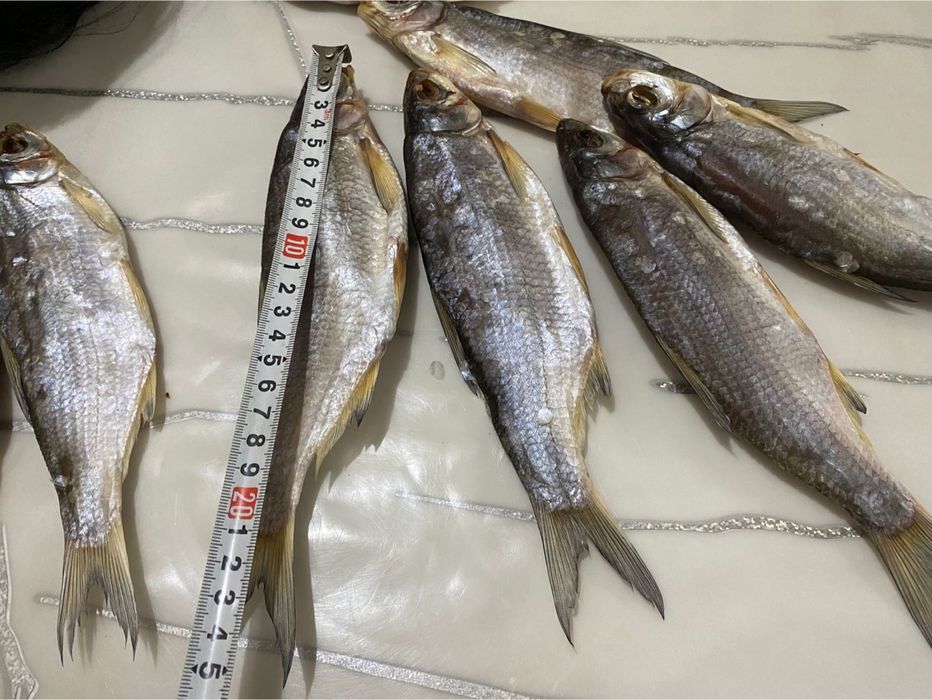 Сущенные рыбец, Кепкен балық Рыбец. Штугы 1500