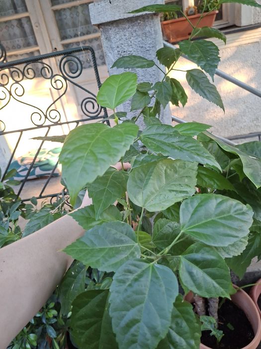 De vânzare flori!Ficuși și trandafir japonez , floare umbrela