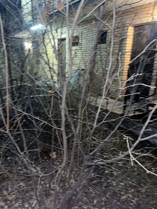 фундук саженец.