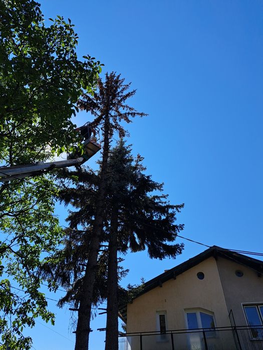 Рязане на опасни дървета кастрене с вишка