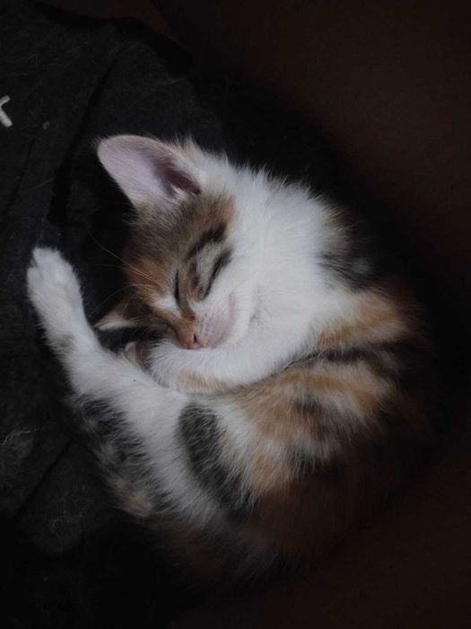 срочно отдам котят
