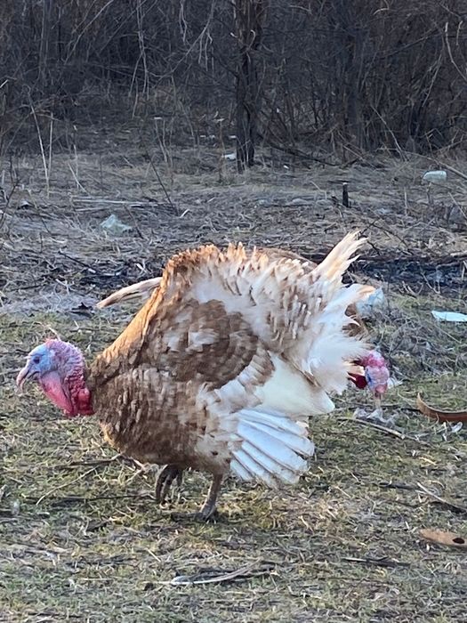 Curcan 2025 pentru reproductie