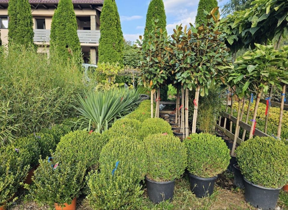 Plante ornamentale-preturi pentru toate buzunarele