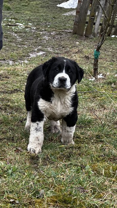 Ciobanesc de Asia centrala