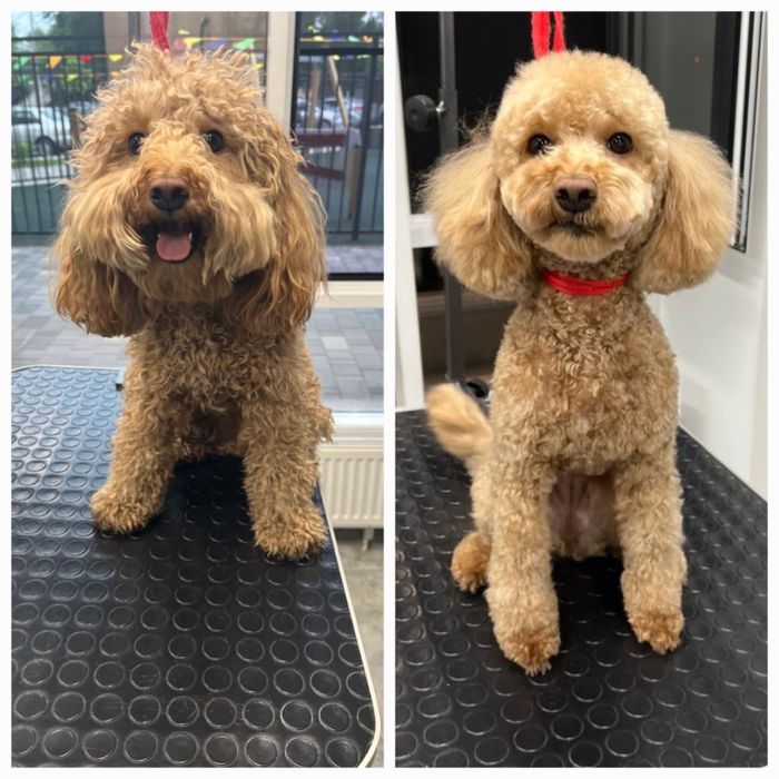 Экспресс линька стрижка кошки собаки