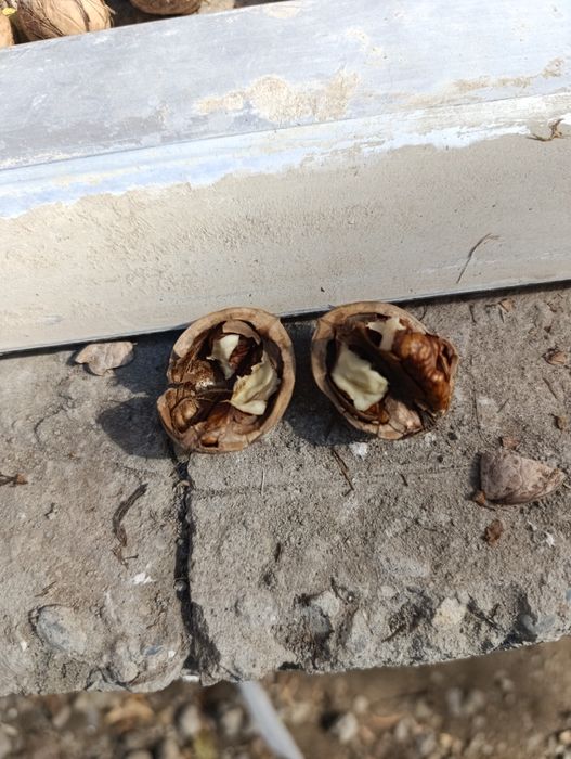 Орехи домашние срочно