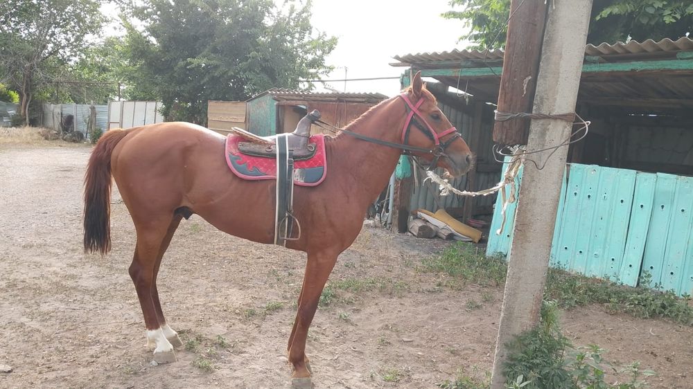 Бәйгеге шабатын Айғыр