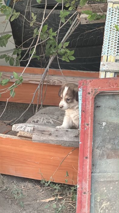 Бесплатно күшіктер