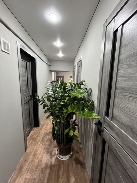 Замиокулькас (Долларовое дерево)