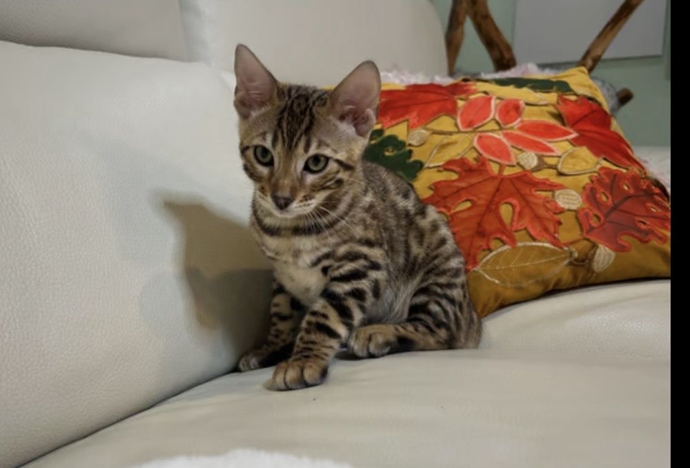 Бенгалски котенца