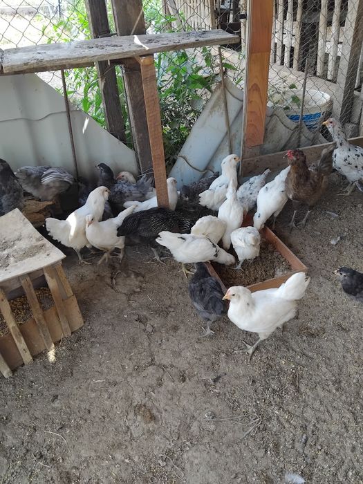 Vind puicute si cocosi ameraucana