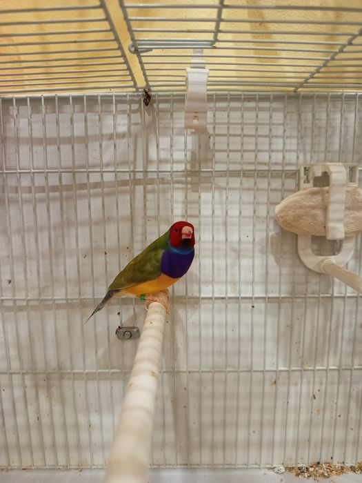 Vând Gould Amandine