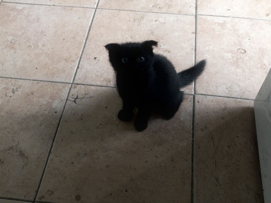 Породистий котенок