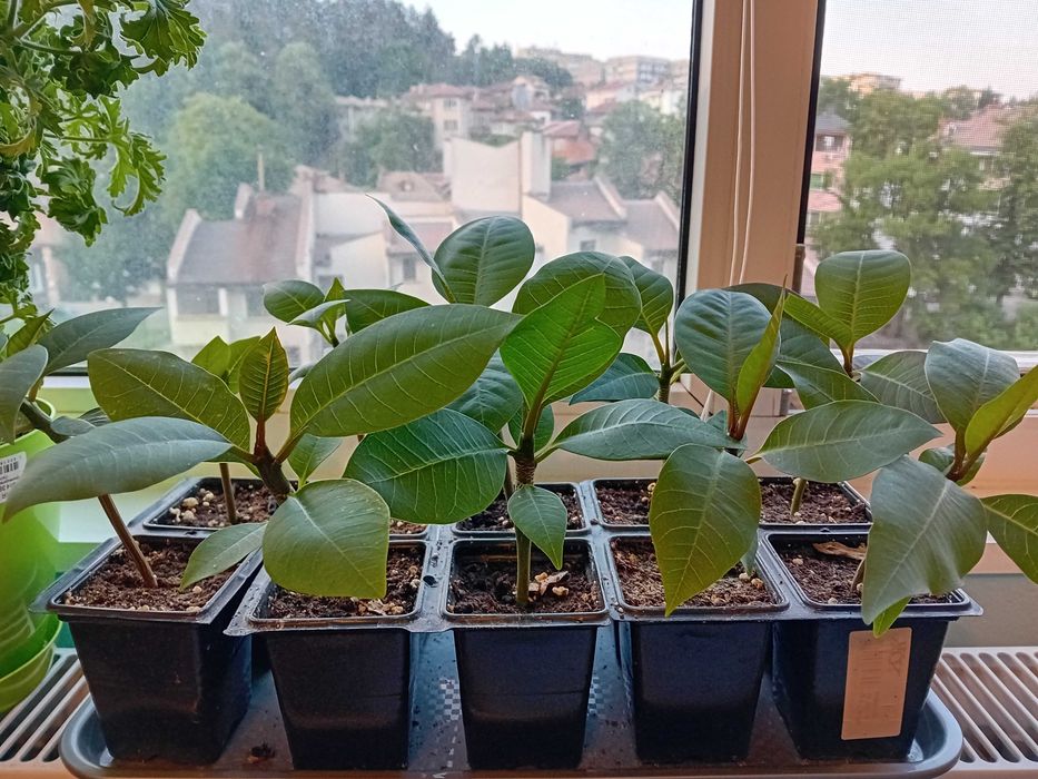 Екзотични растения, разсади и семена