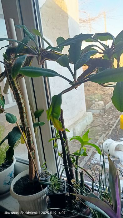 Комнатные растения