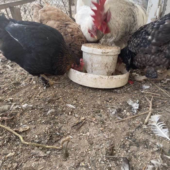 Тауық сатылады бағасы 3000 тенгеден шт