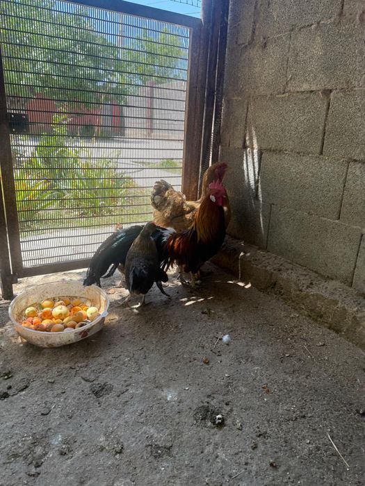 Феникс кораз бен тауыктар