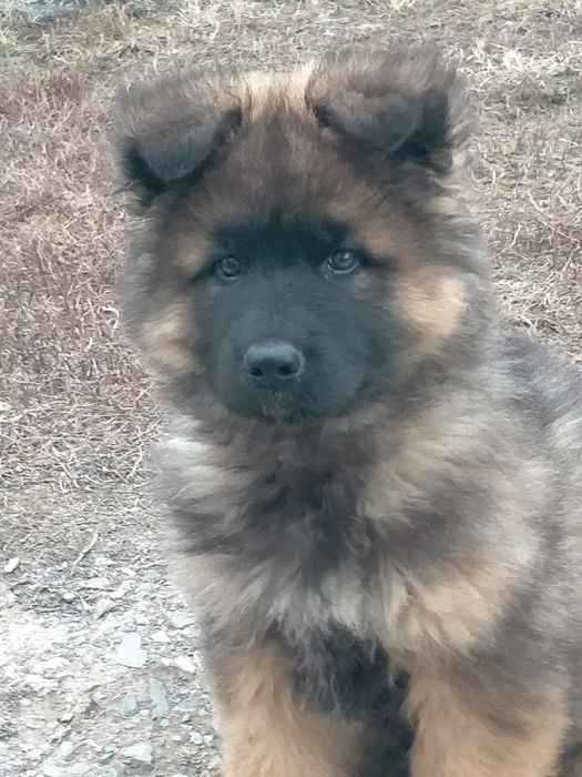 Щенки в надёжные руки