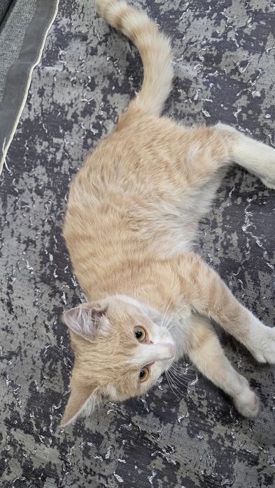 Котенок рыжий денежный игривый